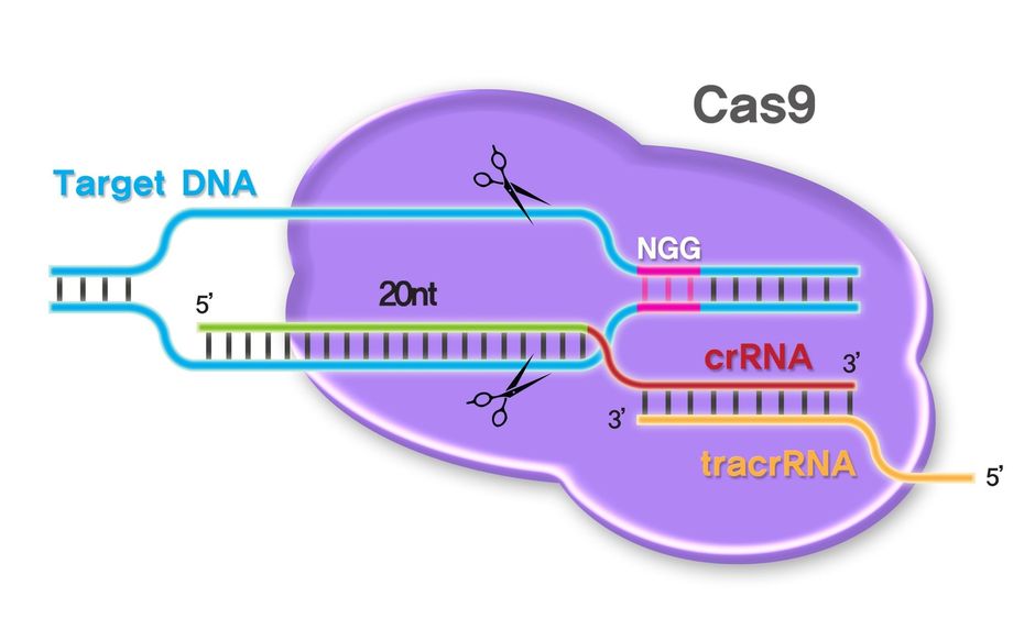 Genetische schaar: CRISPR-Cas9 zou gevaarlijker zijn dan voorzien