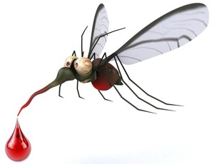 Malaria: genetisch gewijzigde muggen om de wijfjes uit te schakelen