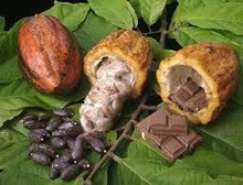 Flavanolen in cacao onderhouden het geheugen