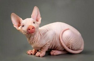 Xenotransplantatie: er wordt weer naar varkens gekeken om het tekort aan organen op te vangen