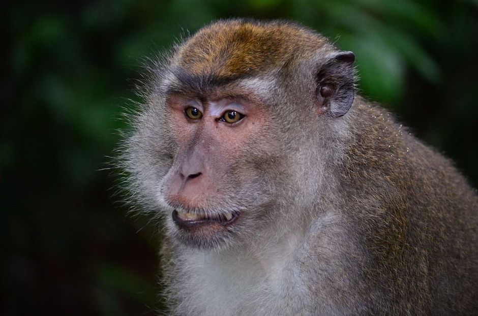 iPS-cellen herstellen beschadigde makaakharten