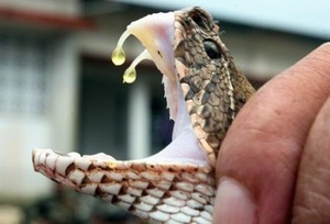 Slangenbeten: universeel tegengif in zicht