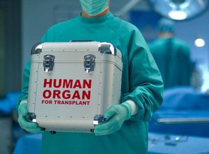 Orgaantransplantatie: 'supercooling' verdrievoudigt bewaartijd