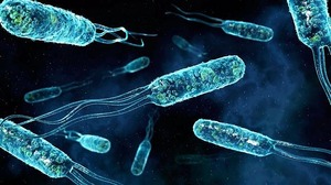 Helicobacter pylori uitroeien om maagkanker te voorkomen?