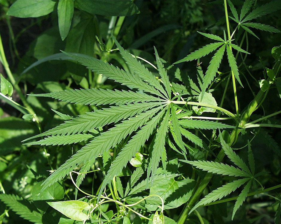 Steeds meer Amerikanen gebruiken marihuana na legalisering