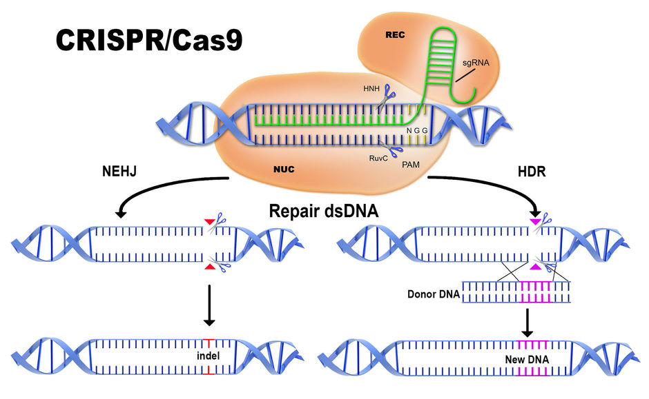 CRISPR-Cas9: eerste kankerpatiënt behandeld in China